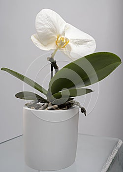 Potted large phalaenopsis orchid on transparent glass surface