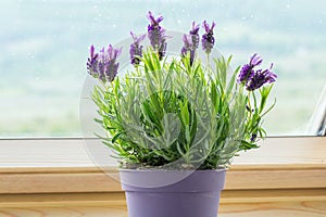 Potted lavender