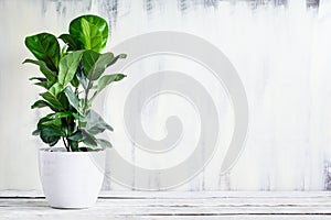 Potted Little Fiddle Leaf Fig on Table photo