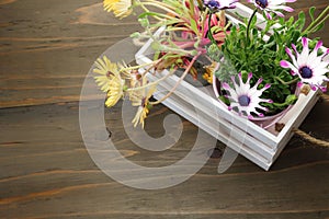 Potted livingstone daisy and african daisy in a white wooden container