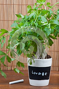 Potted lovage herb with label