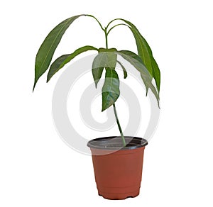 A potted mango tree isolated on white background. Conept for growing mangoes photo