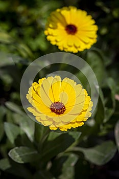 Potted marigold is a type of daisy, also known as Common marigold. Orange flowers with green leaves - garden marigolds. Close up