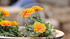 Potted Marigolds in a Garden