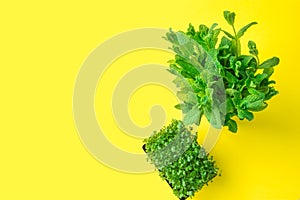 Potted microgreens sprouts of fresh green watercress bunch of mint on bright yellow background. Gardening healthy food ingredients