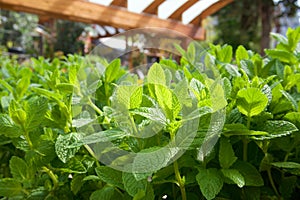 Potted mint leaves
