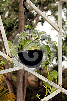 Potted Money Plant hanging on garden frame photo