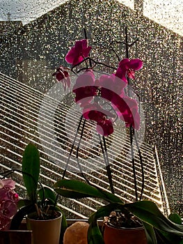 Potted moth orchid flowers on the windowsill on a rainy day