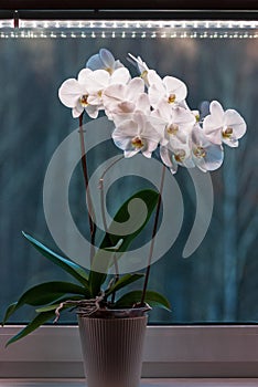 Potted moth orchid under led lamp on window sill, white Phalaenopsis amabilis blooming in winter