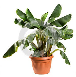 Potted Musa acuminata plant with green fronds photo