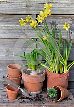 potted of narcissus and Hyacinth with terra cotta flower pot