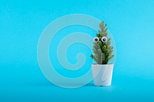 Potted natural Christmas tree with eyes on it isolated on a light blue backgro