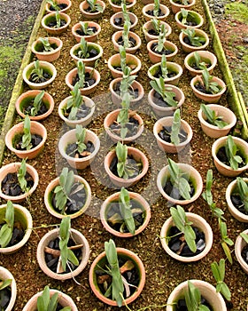 Potted Nursery Orchids