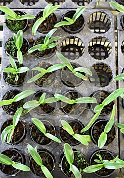 Potted nursery seedlings