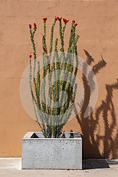 Potted Ocotillo Plant in a cement planter with light brown wall behind it. photo