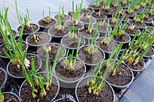 Potted onion seedlings with lush green sprouts in greenhouse