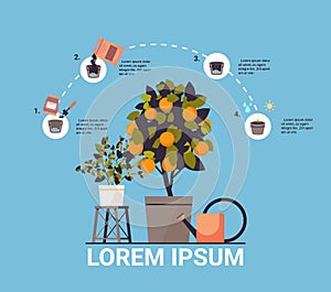 potted orange plant growing fruit tree in pot garden work farming infographic planting process concept