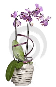 Potted orchid flowers in front of white background