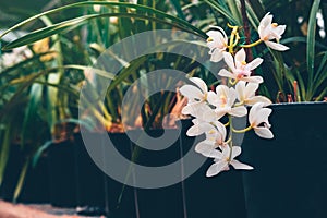 Potted orchid flowers in plant nursery. Growing tropical plants in greenhouse. Agriculture industry, flowers for retail sale.