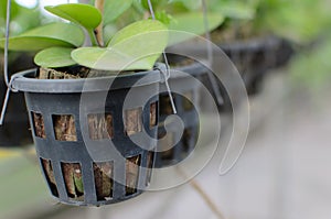 Potted orchids