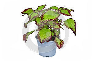 Potted painted nettle \'Coleus Blumei Velvet\' plant