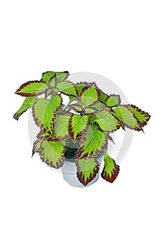 Potted painted nettle \'Coleus Blumei Velvet\' plant