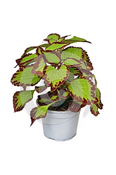 Potted painted nettle 'Coleus Blumei Velvet' plant