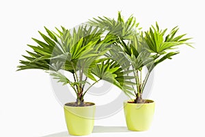 Potted Palm tree against white background photo