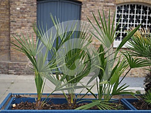potted palm tree scient. class. areaceae