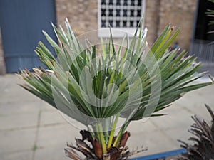 potted palm tree scient. class. areaceae