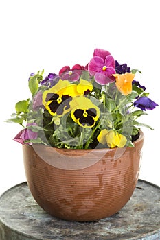 Potted pansies photo