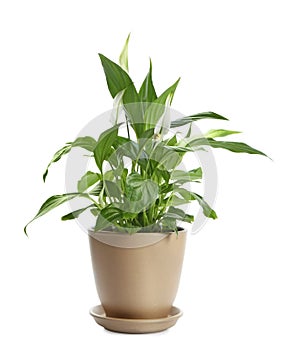 Potted peace lily plant on white