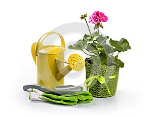 Potted pelargonium flower and gardening tools on white