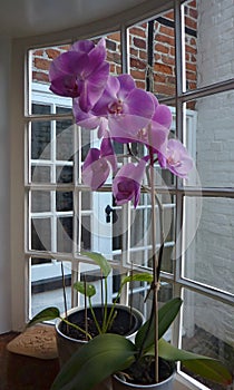 Potted Phalaenopsis Orchid