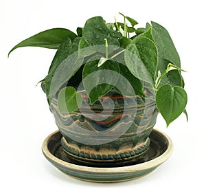 Potted Philodendron Houseplant on White