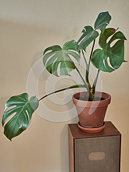Potted philodendron on wooden vintage speaker. Interior decoration. Botanic plant on antique speaker