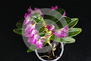 Potted pink Dendrobium orchid on black background, top view