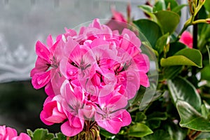 Potted pink geranium on a windowsill, pelargonium