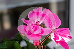 Potted pink geranium on a windowsill, pelargonium