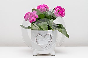 Potted pink plant on the shelf against white wall