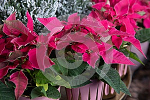 Potted pink poinsettia or Euphorbia pulcherrima Christmas traditional flower in the flowers bar.