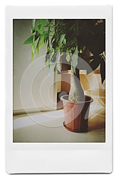 Potted plant photo