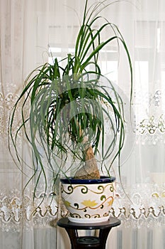 Potted plant photo