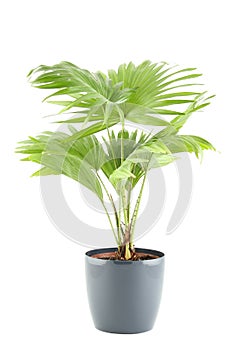 Potted Plant