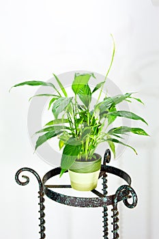 Potted plant