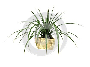 Potted plant