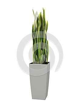 Potted plant