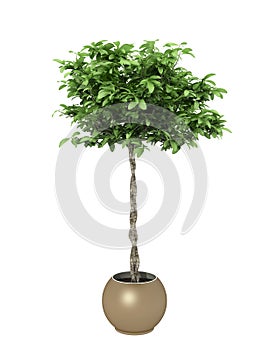 Potted plant