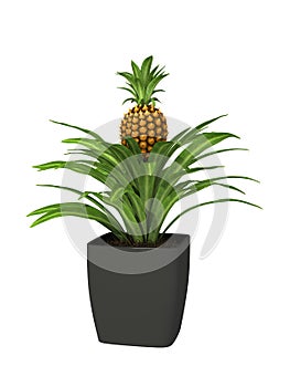 Potted plant