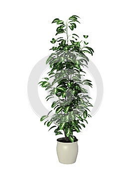 Potted plant